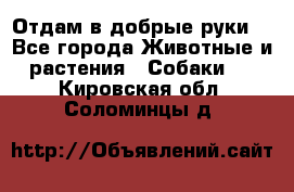 Отдам в добрые руки  - Все города Животные и растения » Собаки   . Кировская обл.,Соломинцы д.